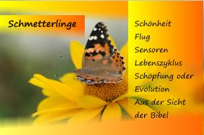 0-Schmetterling-logo1