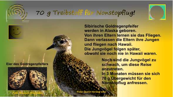 02-Goldregen-Eier-neu