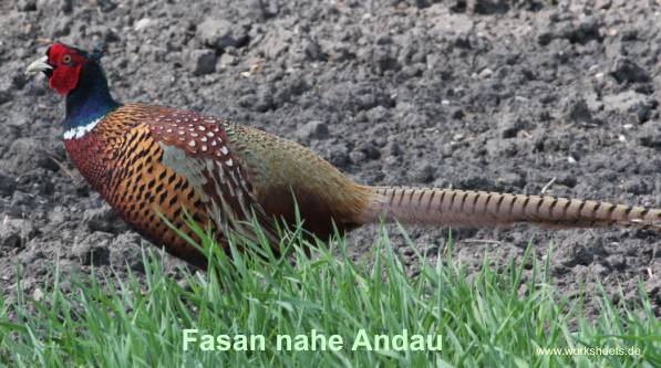 04Fasan_nahe_Andau