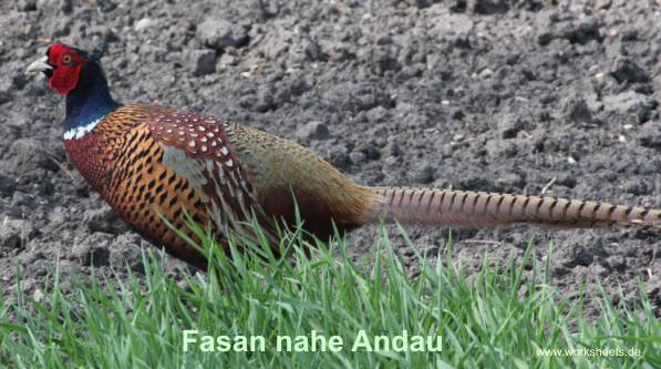 04Fasan_nahe_Andau