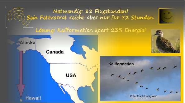 05-Keilformation-2-neu