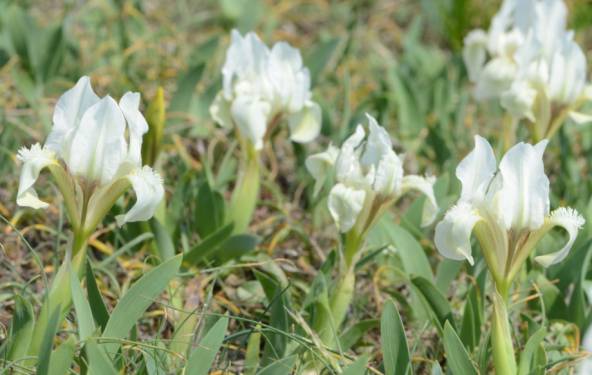 05Zwerg-Iris-Breitenbrunn-wei