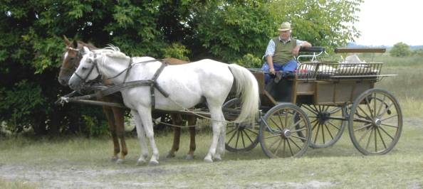 10Pferdekutschen-Fahrten_durch_die_Puszta