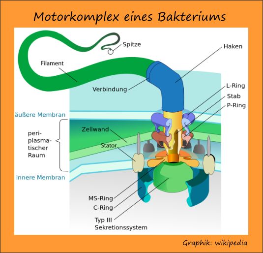 Bakterium-Motor