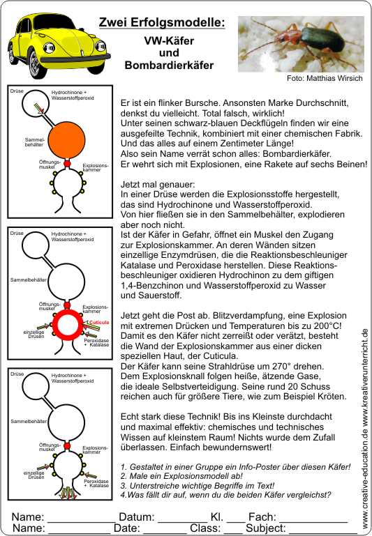 Bombardierkfer-eine_Rakete_auf_sechs_Beinen5