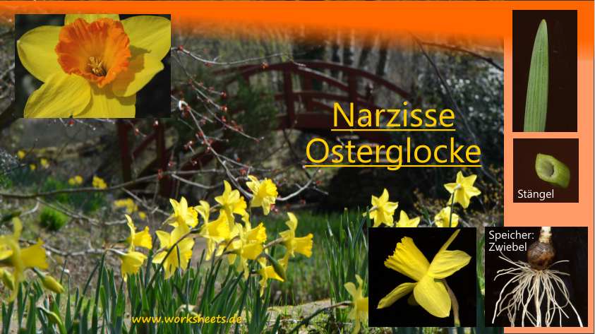 Film-Narzisse-Osterglocke
