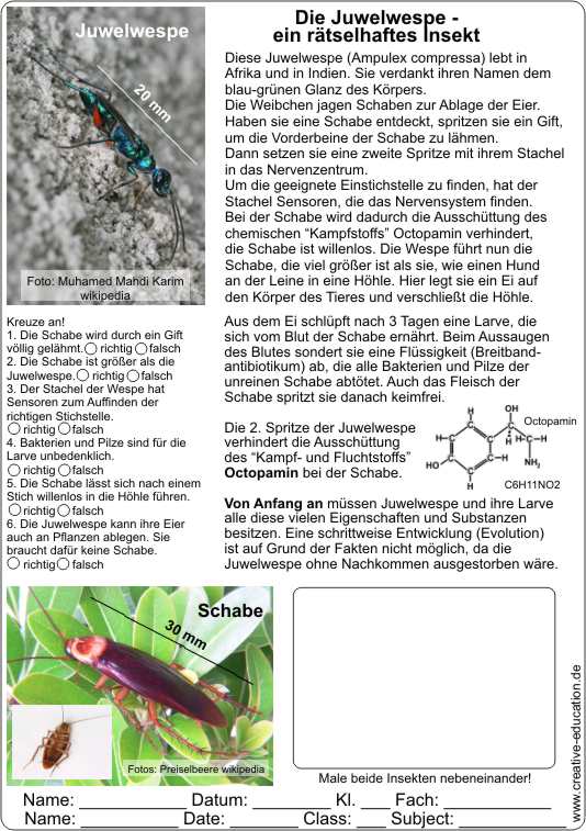 Juwelwespe-Ampulex_compressa-AB7n