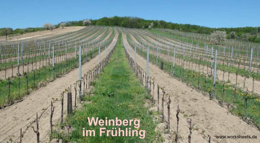 KU-Illmitz-Weinberg