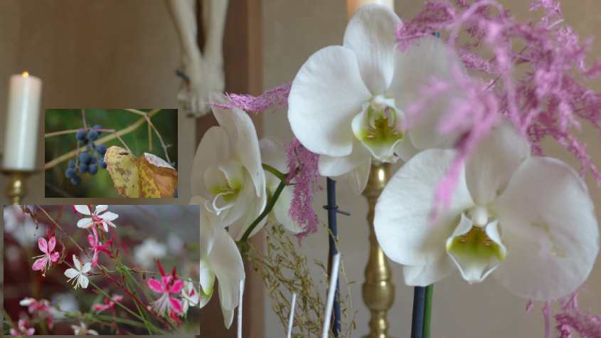 Kirche-Orchidee