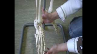 Knochen des Skeletts
