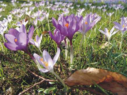 Krokuswiese