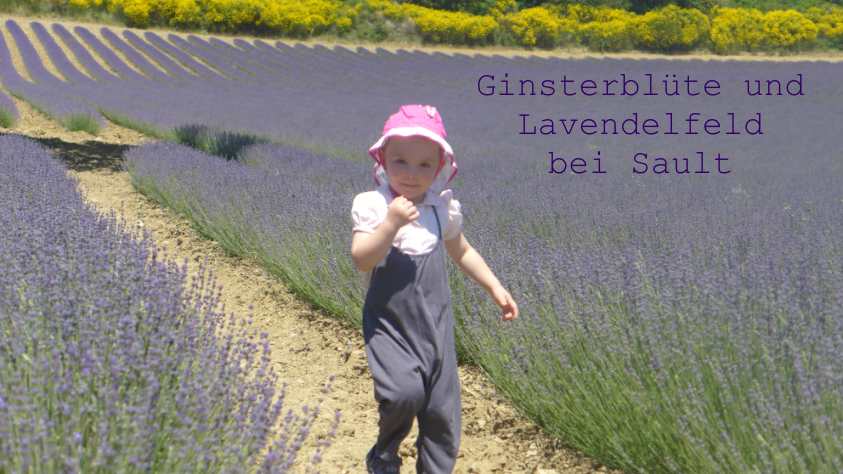 Lavendelfeld-Ginster-Sault