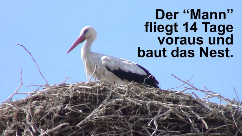 Mann-Frau-Beziehung-Storch-14Tage