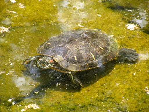 Schildkrte-wiki