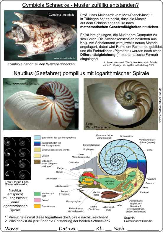 Schnecken-mathematisches_Muster-zufllig_entstanden