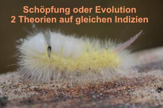 Schpfung-Evolution-2Theorien