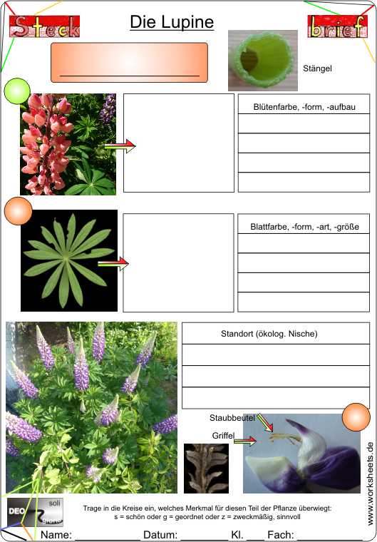 Steckbrief-Lupine-AB