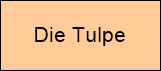 Die Tulpe